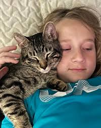 Lost grey/black striped tabby cat in Wappo Shores