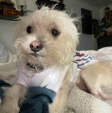 FOUND ❤️❤️❤️ OWNER BELIEVES STOLEN BEDFORD See link  https://www.facebook.com/100006660318588/posts/3853763204855652/?  https://www.doglost.co.uk/dog-blog.php?dogId=192832&fbclid ...