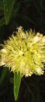 Image result for Agathisanthemum globosum