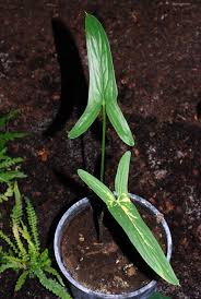 Image result for Stylochaeton