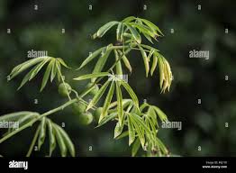 Image result for Manihot glaziovii