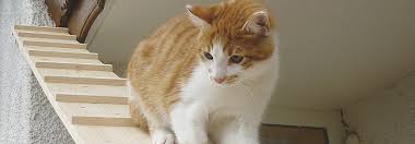 Wer für seine stubentiger eine kletterlandschaft selber bauen möchte, den kann ich dazu nur ermutigen. So Klappt Es Mit Dem Leiterli Tierwelt