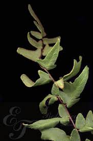 Image result for Cheilanthes viridis