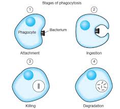 Image result for phagocytosis