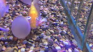 We did not find results for: When A Bubble Eye Pops Youtube