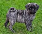 Brindle Pug Pictures | Precious Pugs Gallery™