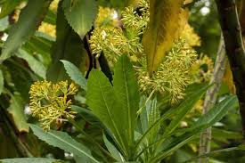 Image result for Solanecio cydoniifolius