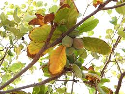 Image result for Terminalia tricristata