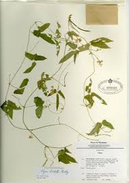 Image result for Ophrestia