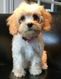 Is their higher cost worth it? Preparing Your Home For A New Cavachon Puppy Ready Set Puppy