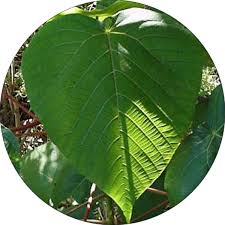 Image result for Macaranga capensis