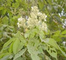 Image result for Vitex thyrsiflora
