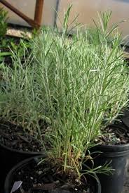 Image result for Eriosema nutans