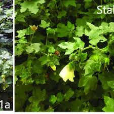 Image result for Hibiscus vitifolius