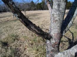 Treating rust on fruit trees requires a combination of methods. Pruning Fruit Trees For Organic Disease Management The National Center For Appropriate Technology