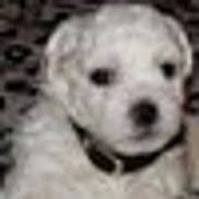 4.5 star rating · hoffman estates animal hospital. Bichon Puppy Love Hoffman Estates Il Alignable