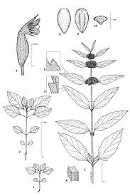 Image result for Leucas martinicensis