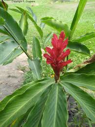 Image result for Pleiotaxis pulcherrima