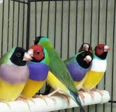 Pin Oleh Majalahlovebird Net Di Majalahlovebird Net Di 2021 Burung