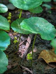 Image result for Hydrocotyle verticillata