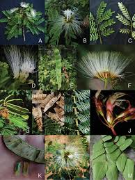 Image result for Cathormion altissimum