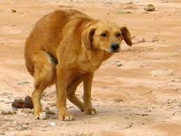 Perro Caca Pewdiepiesubmissions