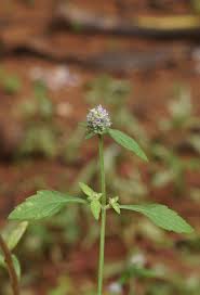 Image result for Platostoma