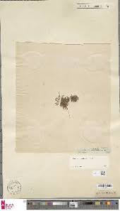 Image result for Marsilea burchellii