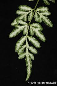 Image result for Pteris burtonii