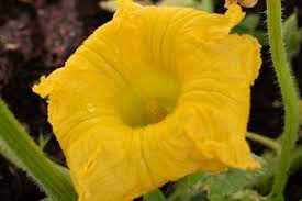 And if it's too hot, the vines curiously produce only female or only male pumpkin flowers. Don T Worry If You Only Have Male Giant Pumpkin Flowers Giant Pumpkins Nz