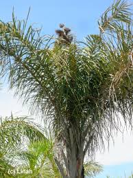 Image result for Raphia ruwenzorica