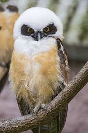 Melt This Curse Away Owl Owl Photos Pet Birds