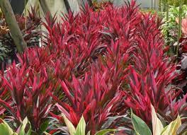 Check spelling or type a new query. Piante Da Appartamento Foglie Rosse