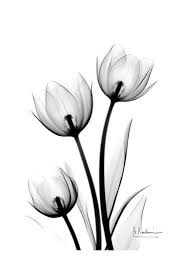 Tulips High Contrast By Albert Koetsier Tulip Tattoo Flower Tattoos Xray Flower