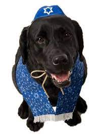 Holy Days Garb For My Sister S Boy Cat Who She S Long Ago Deemed To Be Jewish Dog Cat Dogs Dog Carrier
