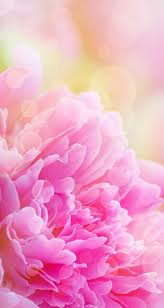 Nature Wallpaper Iphone Flowers Pink Peony Wallpaper Pink Peonies Pink Peonies Wallpaper