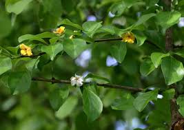 Image result for Catunaregam