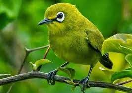 Burung pleci kecil ini sekilas hampir mirip dengan burung dakun maput, namun bedanya burung ini memiliki bentuk yang lebih kecil dan sangat aktif. Bird Species Pleci In Indonesia Steemit