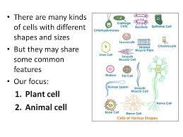 Maybe you would like to learn more about one of these? Cells Objectives Label The Different Parts Of The Cell Describe The Functions Of The Different Parts Of The Cell Compare A Typical Animal Ppt Download