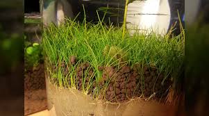 Dwarf Hair Grass – Marcusfishtanks