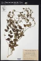 Image result for Tragia lasiophylla