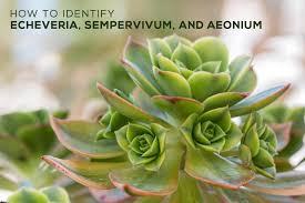 Check spelling or type a new query. How To Identify Different Types Of Succulents Part I Echeveria Sempe Succulents Box