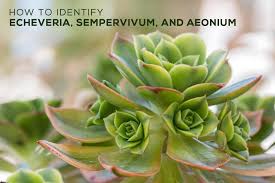 Here is a portion of the plant qualities to search for flowering succulents plant identification: How To Identify Different Types Of Succulents Part I Echeveria Sempe Succulents Box