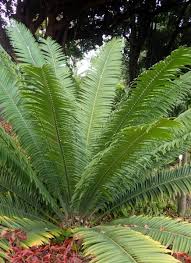 Image result for Encephalartos