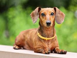 Miniature and long haired | all the info you could ever want about dachshund puppies. Dachshund Puppies And Dogs For Sale Near You
