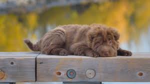 Akc actively advocates for responsible dog ownership and is dedicated to advancing dog sports. Bear Coat Shar Pei A Teddy Bear Dog That S Right For You