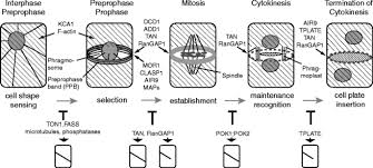 Image from purves et al., life: Universal Rules For Division Plane Selection In Plants Springerlink