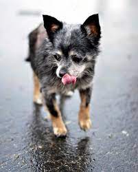 Adopt Microdog On Petfinder Chihuahua Dogs Dogs Chihuahua