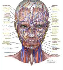 Anatomy Girl (in progress)