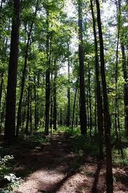 Four C Tall Pines Trail 7 State Parks Texas Travel Only In Texas